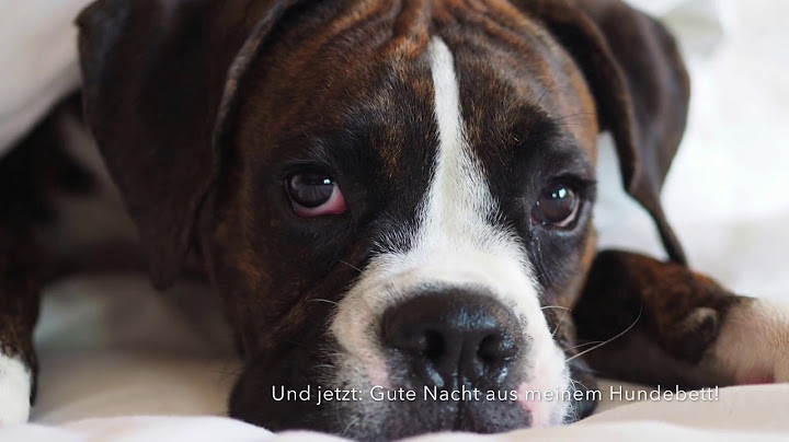 SILVESTER MIT HUND: ENTSPANNT DAS NEUE JAHR BEGRÜSSEN