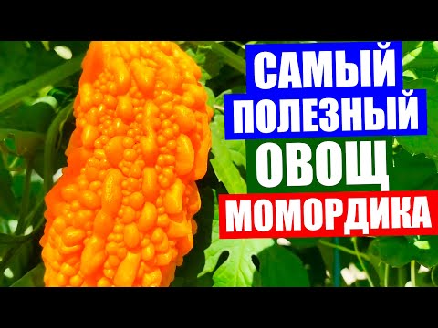 Video: Momordika