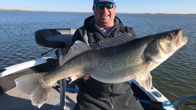 Trolling Walleye with Leadcore, Complete Guide