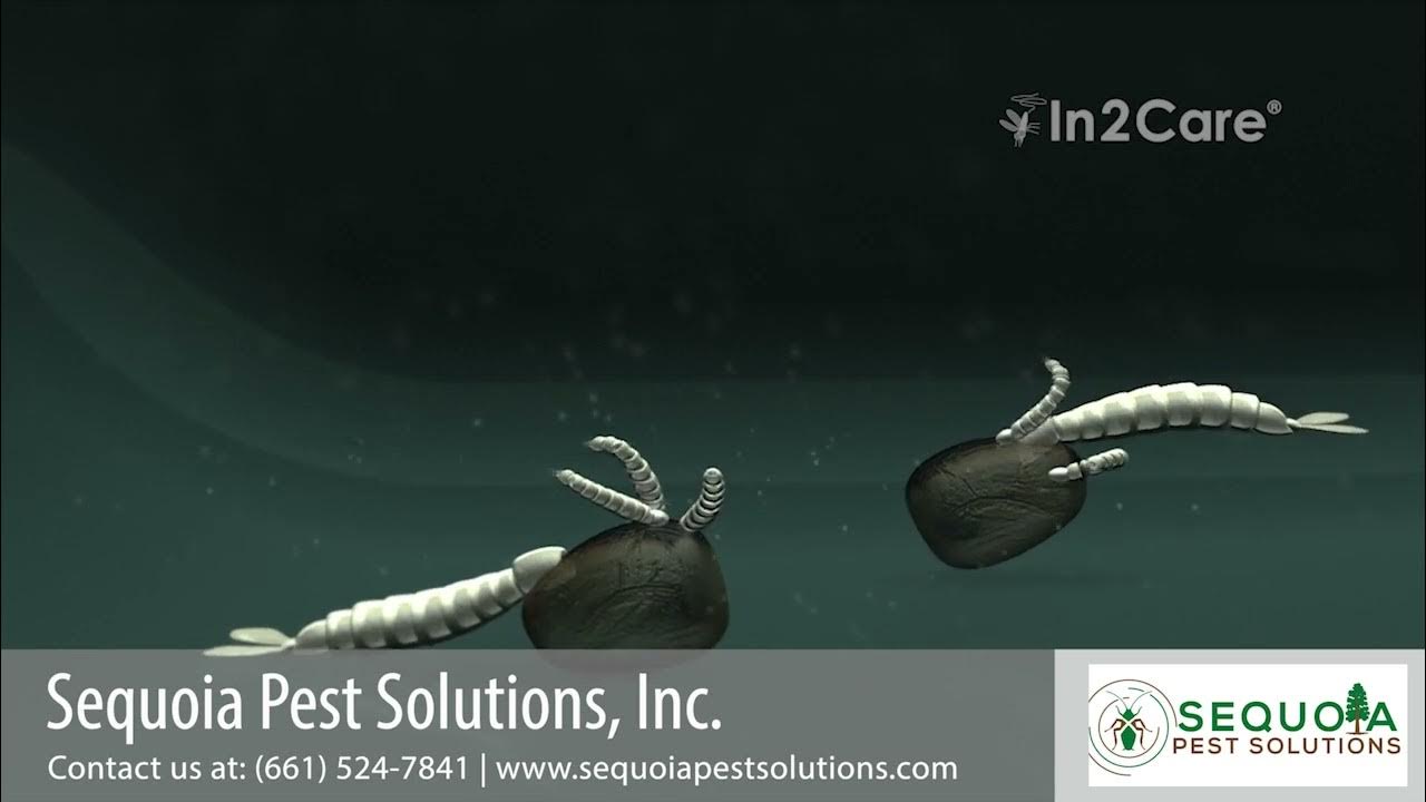 In2Care Video 1 Sequoia Pest Solutions YouTube