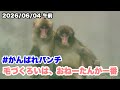 6/4午前 パンチくん、毛づくろいはおねーたんが一番(Punch-kun likes to be groomed by his girl friend the most.)2026.06.04