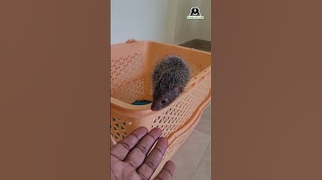 #DidYouKnow a baby mongoose is called a pup? Mongooses give birth to one to four pups at a time!