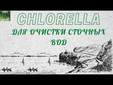 Video: A ju bën Chlorella kapsllëk?