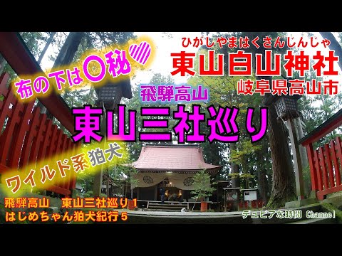 飛騨高山東山三社巡り１＆はじめちゃん狛犬紀行５　布の下は〇秘＆ワイルド系はじめちゃん「東山白山神社」