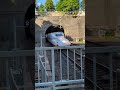 フル回転の新幹線 #shorts #新幹線 #bullet train #新神戸駅 #Shin-Kobe Station #兵庫県 #神戸市 #JR西日本 #JR東海
