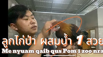 ลุกไก่ป่า ผสมน้ำ1 2025
