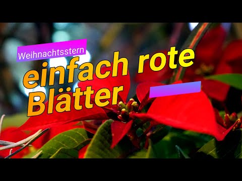 Video: Weihnachtsstern: Unverzichtbare Pflege Für Die Blüte