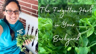 Wild Medicine Around Your HomeChickweed