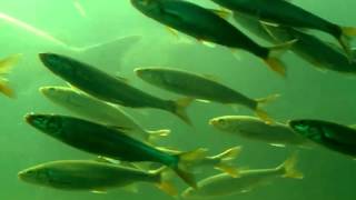 Bonneville Dam fish ladder in Sept