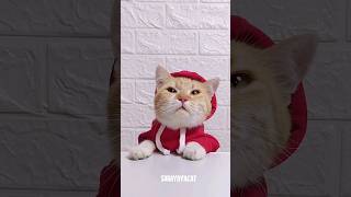 Transfer Water With Straw #shorts #cat #kucing #lifehacks #sorayayacat