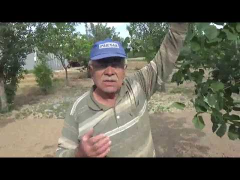 Video: Ihlamur Ağacı Bakımı - Ihlamur Ağacı Büyütmek İçin İpuçları