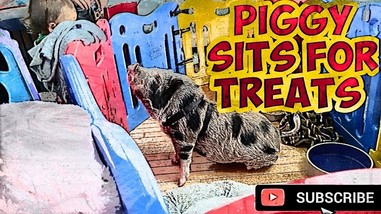 Piggy sits for treats YouTube