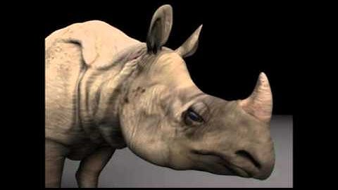 Animals Mammal 3D model | max, 3ds, obj, c4d, lwo