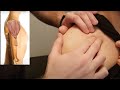 Muscle Palpation - Deltoid