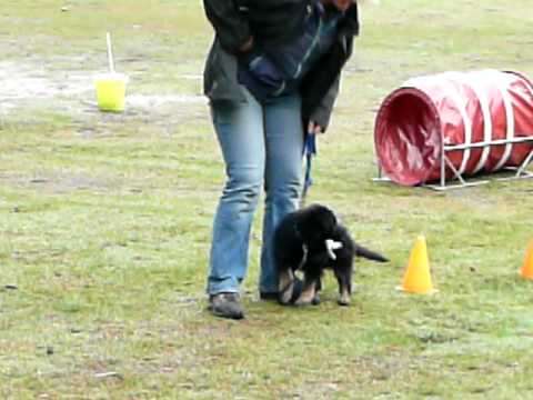 Wonderlijk Duitse herder pup Faye eerste keer volgen - YouTube GC-45