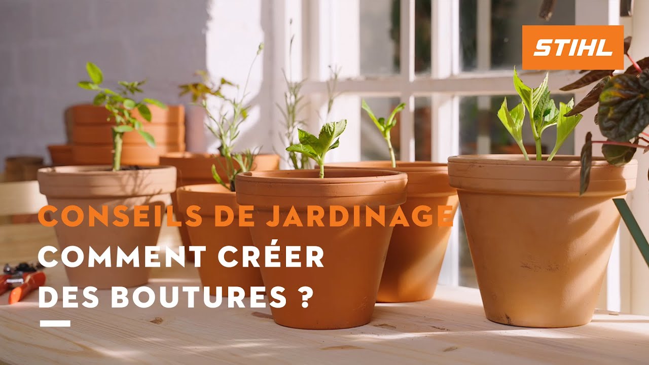 Comment créer des boutures ? | Conseils de jardinage STIHL