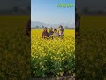 Ignition Seeds Raya – Strong Growth, High Yield & Guaranteed Prosperity for Every Farmer