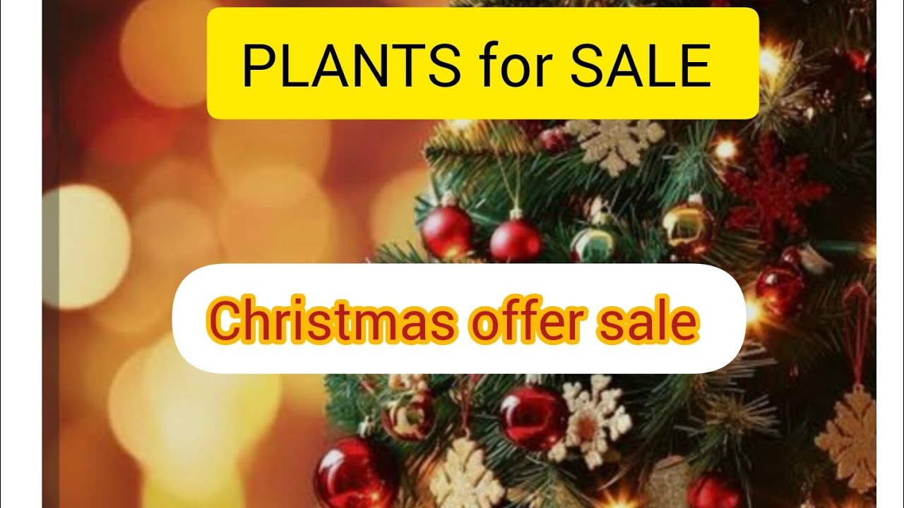 Christmas offer sale 