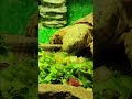 Pancake Tortoise Griddle