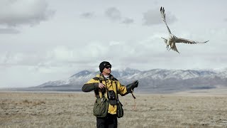 White Alaskan Gyrfalcon: Falcon Hunting Duck