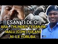 ẸSAN TI DE O! ARA,THUNDER TI SAN PA MALU (COW) FULANI NI ILE YORUBA. #breaking #trendingnow #news