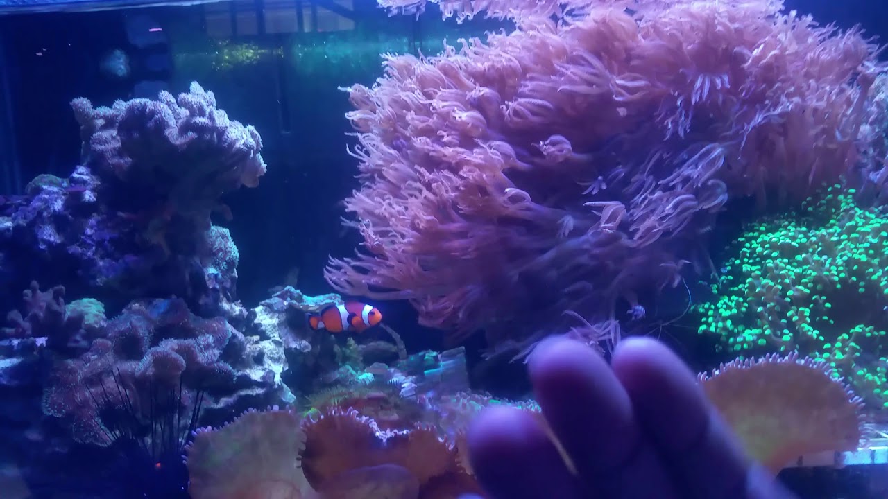 Aquarium Electrical Safety YouTube