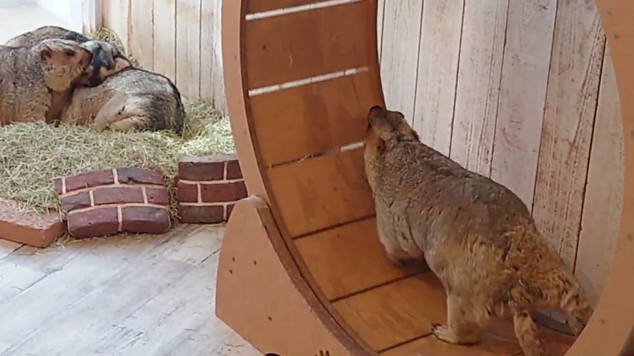 マーモット村のマーモットさん1