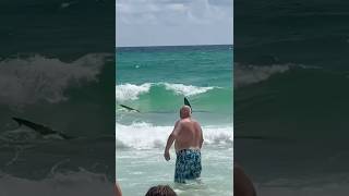 GIANT Hammerhead Shark Swims Right Up to Panama City Beach! 🦈😳 #shortsvideo