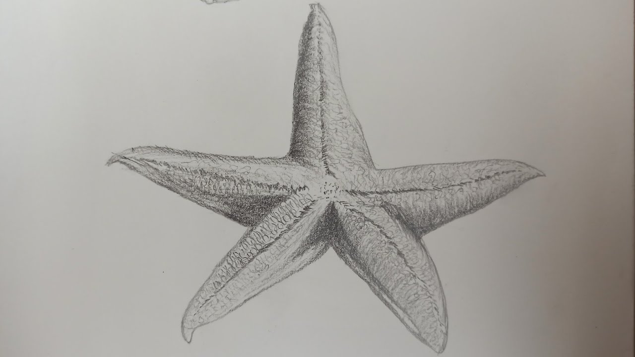 How to Draw a Starfish 6 Steps with Pictures  wikiHow  Starfish drawing  Starfish painting Fish drawings