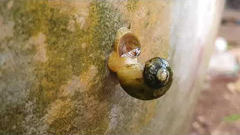Largest Snail in the world Lifecycle snails animal❤️️