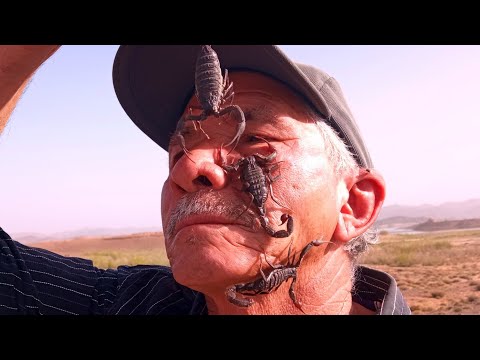 يا ربي السلامه مالك العقارب العساوي براهيم صيد الافاعي 