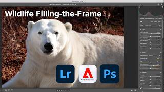 How I Edit Filling-the-Frame Wildlife Images with Camera Raw / Lightroom screenshot 5