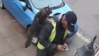 cat jumping on courier's shoulder