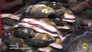 Vendas De Peixes Na Semana Santa 2021