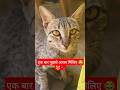 Sahi kaha na pedro ne 😹 ??#cat #catshorts#cutecats#catlovers#catlove #catfunny#cute#cats