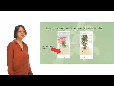 Видео: Где в растении находятся цитокинины, какова их функция?