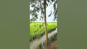 #shorts Gần 24 công đất ruộng giá rẻ Vĩnh Long - LH: 0973.898.830 (Trương)