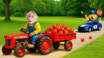 Tractor trouble! Monkey Mynu escapes Puppy patrol in middle tomato field frenzy!