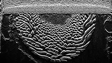 FIB SEM of hagfish slime gland thread cell