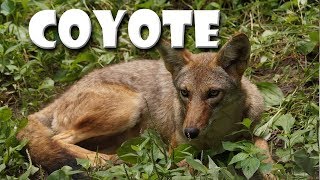 Animal Fact Friday at Wildlife Prairie Park Coyote