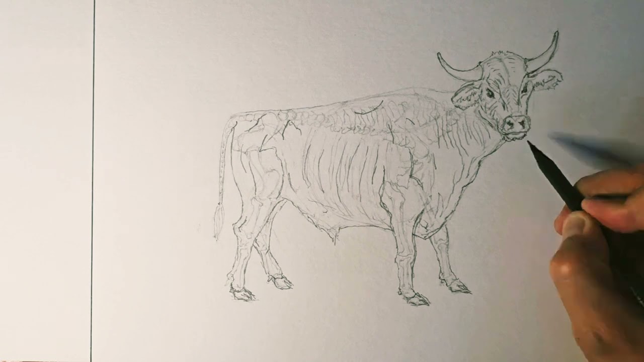 Drawing bull / pencil / beginner