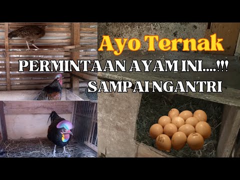Cara Beternak Ayam Hutan Asli