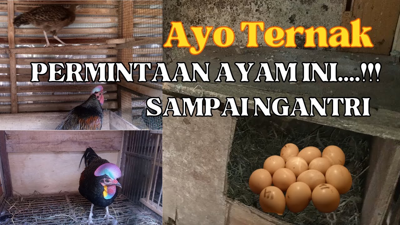 Успех разведения зеленых джунглевых птиц начался с одной клетки, а теперь результаты превзошли вс...