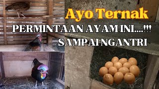 SUKSES TERNAK AYAM HUTAN HIJAU BERAWAL DARI SATU KANDANG KINI HASILNYA DILUAR DUGAAN