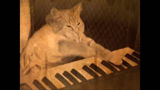 Keyboard Cat Backwards Anomalie-Do You Hear It? by Keyboard Cat! 57,707 views 8 months ago 24 seconds