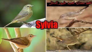 صوت ممتاز لصيد طيور الدخل Sylvia