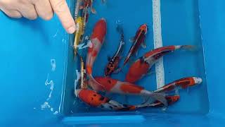 Sakai and Koda Unpacking and releasing Koi Carp