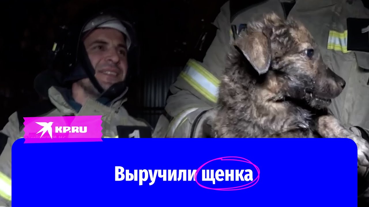 Сотрудники МЧС в Грозном спасли щенка