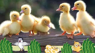 ❤️❤️ the a of little ducks while playing ball  ( part 335 ) 🦆🦆