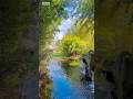 Finding tranquility in a bamboo forest